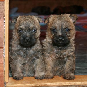 Cachorros de Cairn Terrier