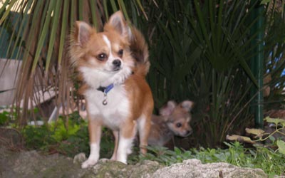 Fotos de perros Chihuahua