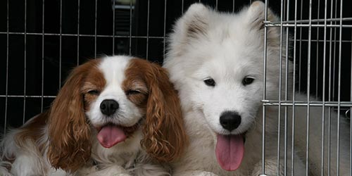 Fotos de perros Samoyedo