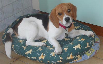Imágenes perros Beagle