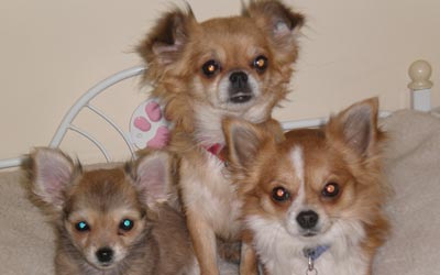 Imágenes de perros Chihuahua