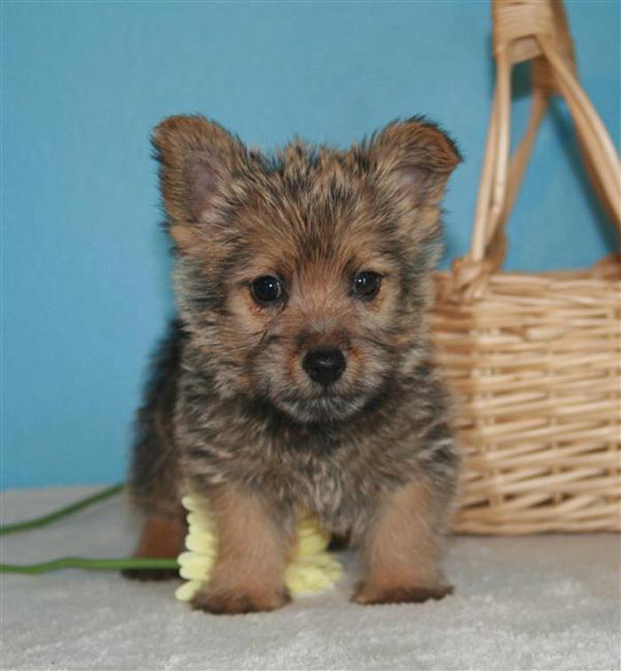 terrier dog breeds. The Norwich Terrier is a reed