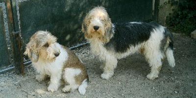 Perros pequeño Basset Griffon