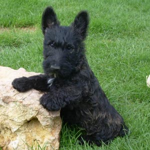 Cachorro de Scottish Terrier