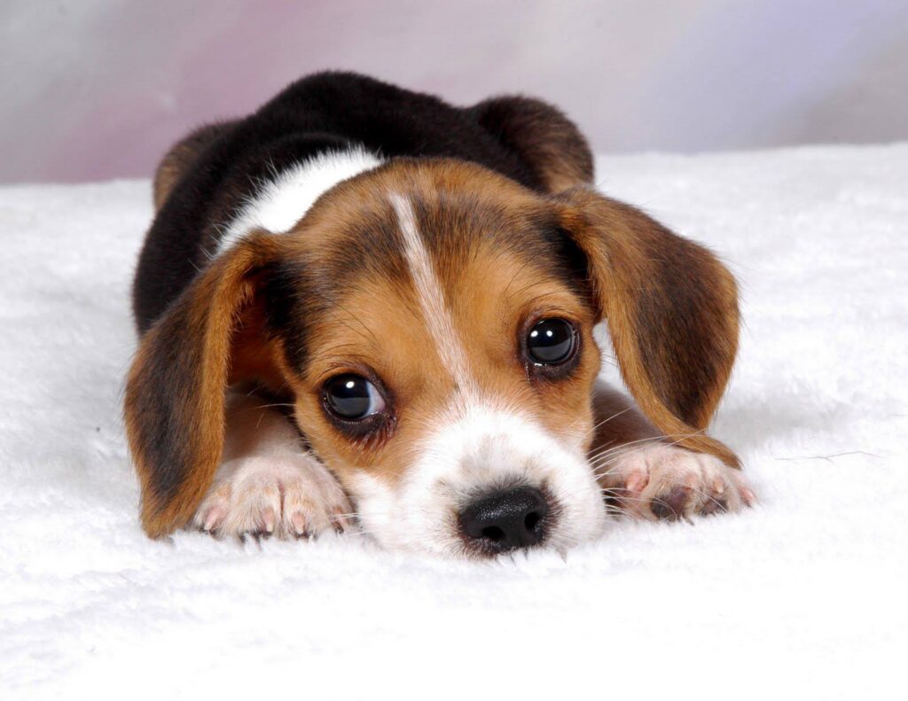 CÃ³mo adiestrar a un beagle: trucos y consejos