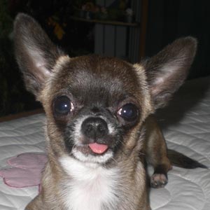 Perros de raza Chihuahua