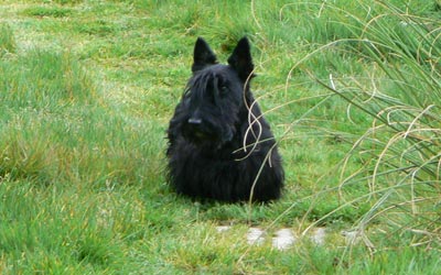 Raza Scottish Terrier